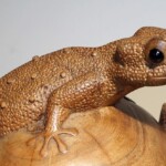 Hand Carved Gecko Wood Carving Hand Carved Gecko Wood Carving