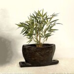 Old Teak Bell Organic Pot 4